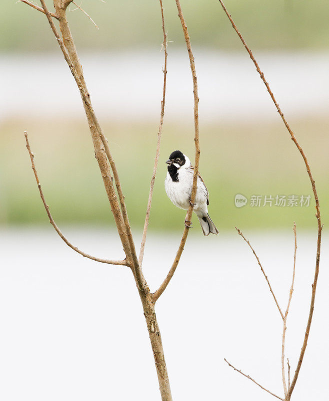 里德·班廷(Emberiza schoeniclus)